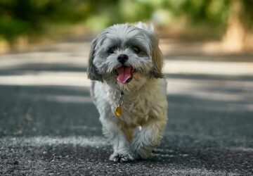 cuki pofa nehez levego 4