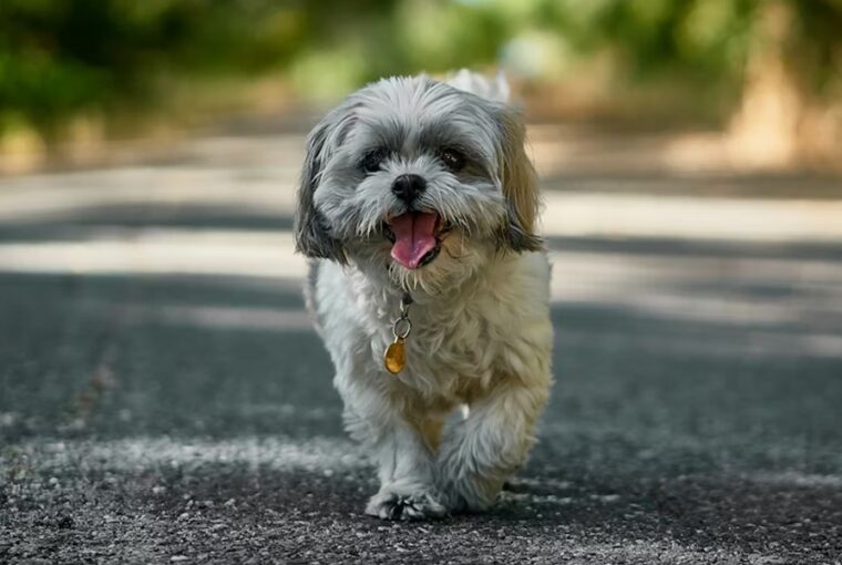 cuki pofa nehez levego 4