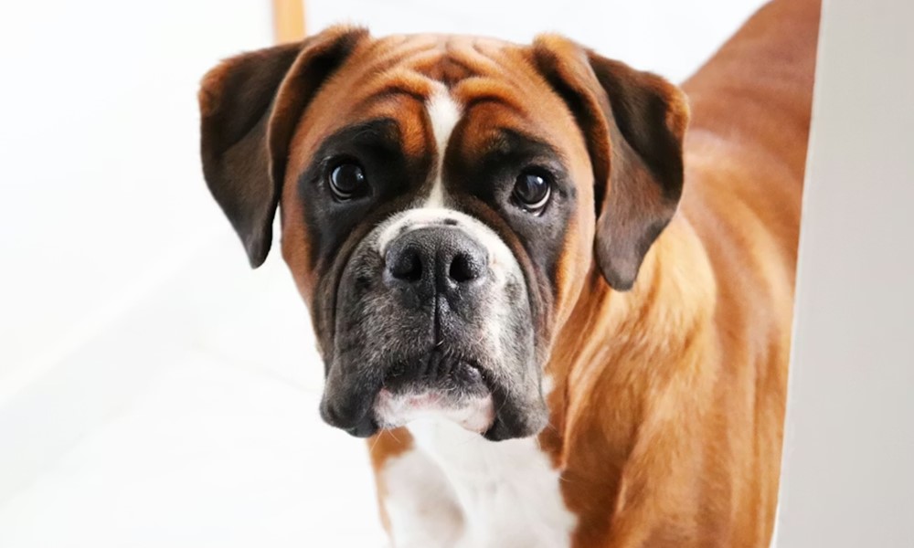 cuki pofa nehez levego 6