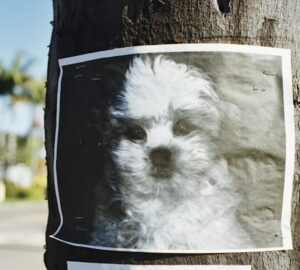 elveszett kedvencet pedig az ai talalja meg