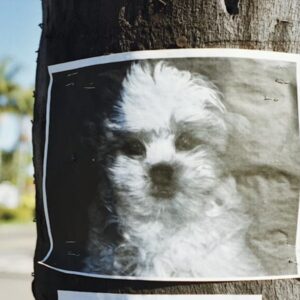 elveszett kedvencet pedig az ai talalja meg