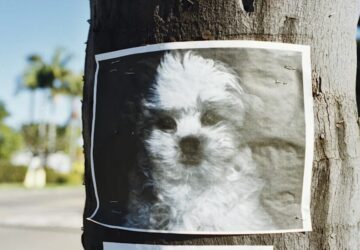 elveszett kedvencet pedig az ai talalja meg