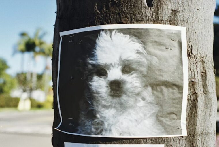 elveszett kedvencet pedig az ai talalja meg