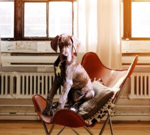 kortizol kutya viselkedeset