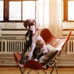 kortizol kutya viselkedeset