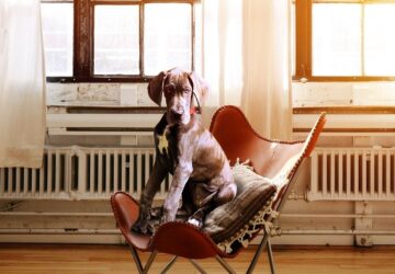 kortizol kutya viselkedeset