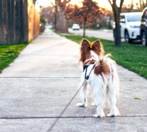 lab mellett vagy poraz feszegeto
