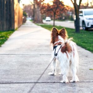 lab mellett vagy poraz feszegeto