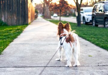 lab mellett vagy poraz feszegeto