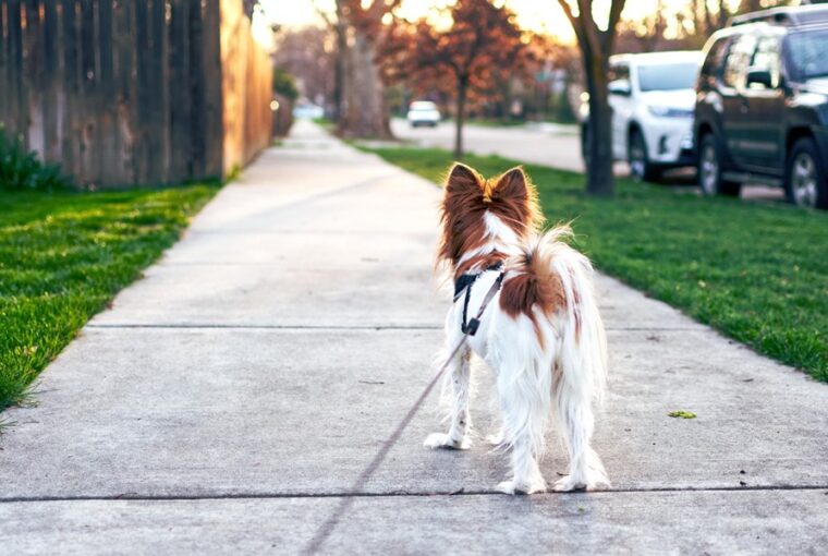 lab mellett vagy poraz feszegeto