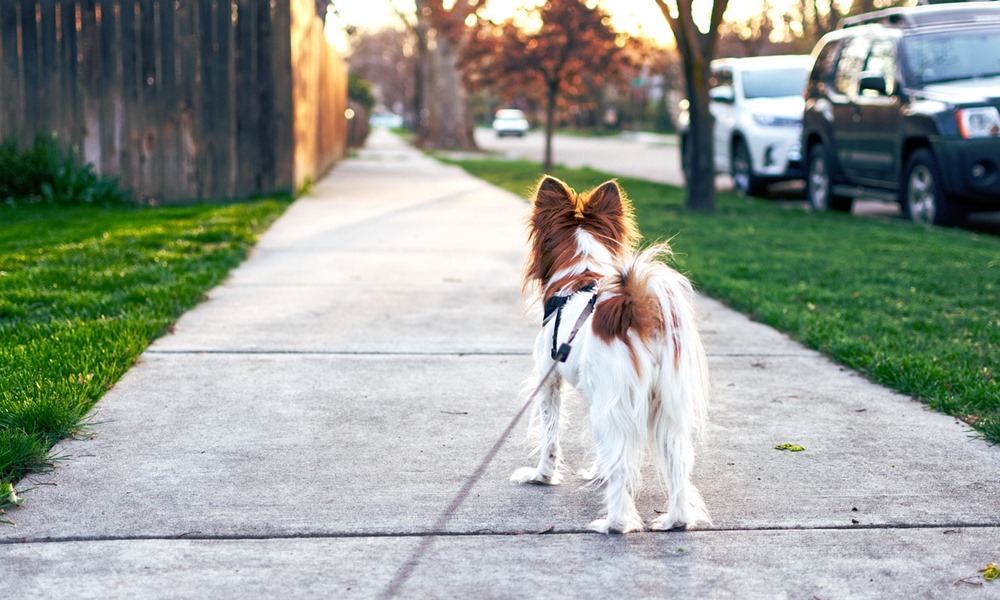 lab mellett vagy poraz feszegeto