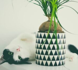 macska cserepet leverni