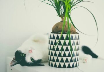 macska cserepet leverni