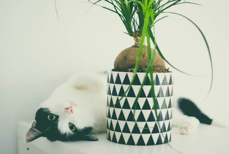 macska cserepet leverni