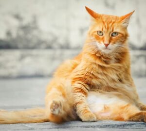 macskad itelkezo tekintete