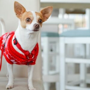 miert remegnek annyit a kistestu kutyak 1