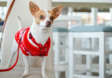 miert remegnek annyit a kistestu kutyak 1