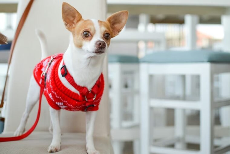 miert remegnek annyit a kistestu kutyak 1