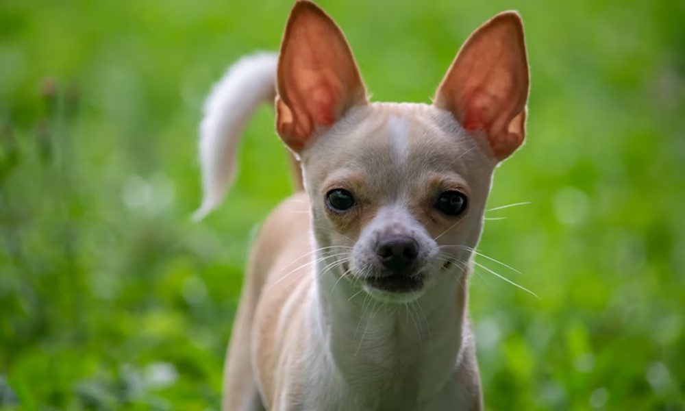 miert remegnek annyit a kistestu kutyak 3 miert remegnek annyit a kistestu kutyak 3