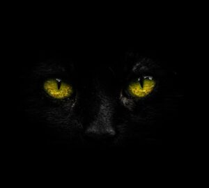 miert vilagit a macskak szeme a sotetben