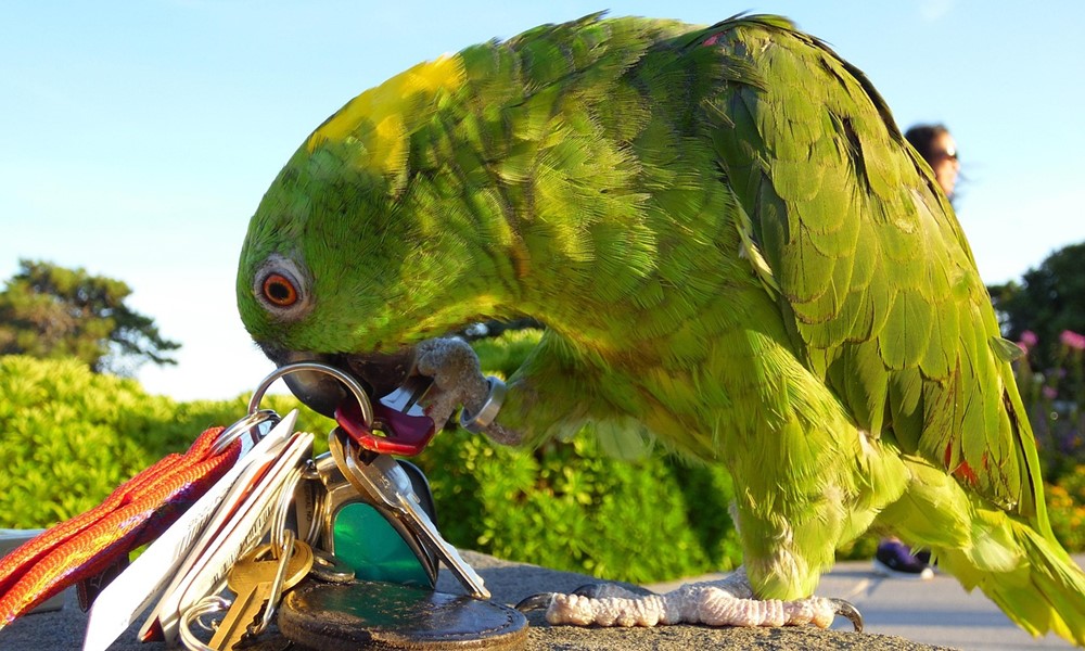 papagajok beszelgetnek egymassal