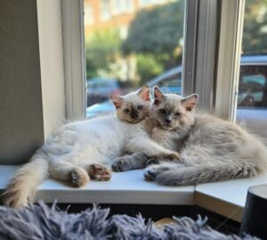 ragdoll macska ellazult