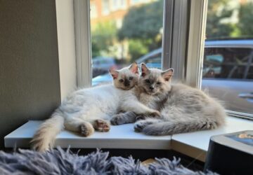 ragdoll macska ellazult