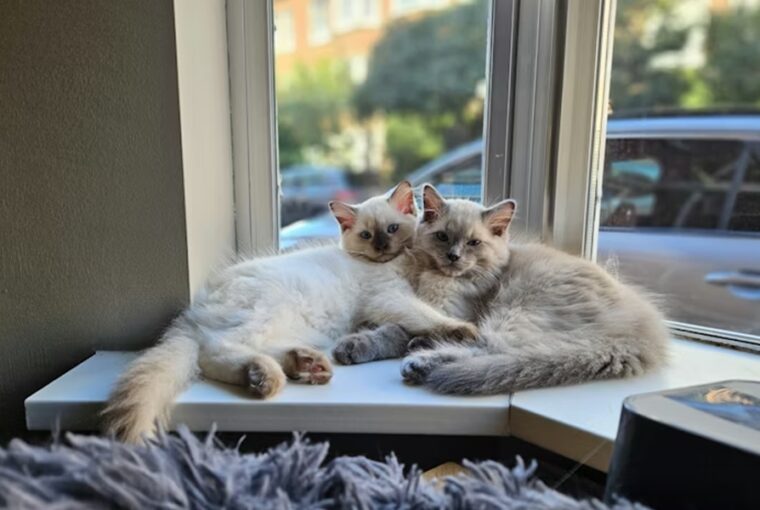 ragdoll macska ellazult