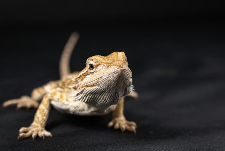 szakallas agama