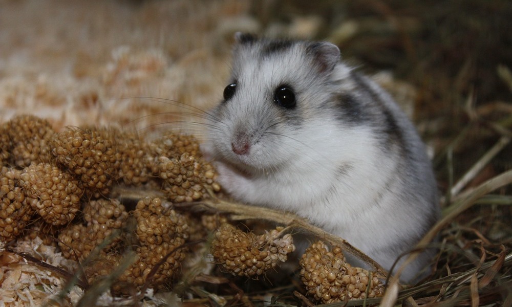 tanulhatnak alvo horcsogoktol 1