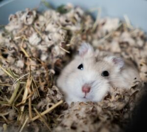 tanulhatnak alvo horcsogoktol