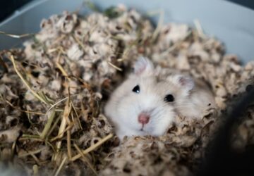 tanulhatnak alvo horcsogoktol