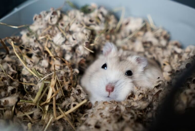 tanulhatnak alvo horcsogoktol