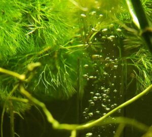 tul sok alga az aquariumban