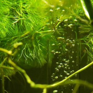 tul sok alga az aquariumban