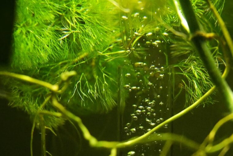 tul sok alga az aquariumban