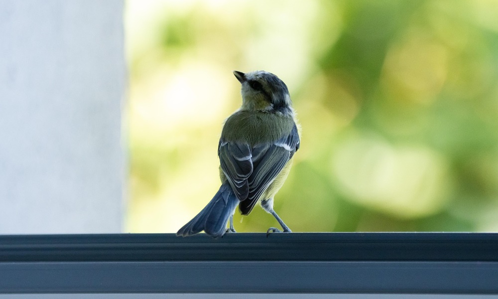 5 barkacs trukk amivel madarakat mentesz 1