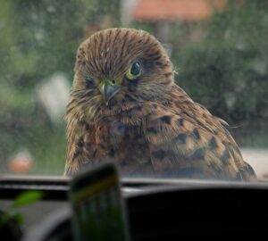 5 barkacs trukk amivel madarakat mentesz 2