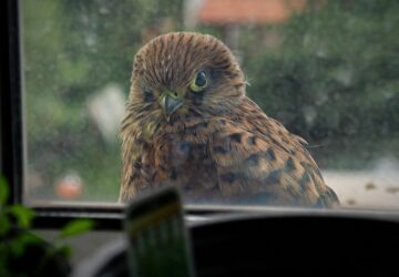 5 barkacs trukk amivel madarakat mentesz 2