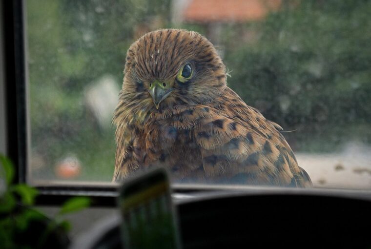 5 barkacs trukk amivel madarakat mentesz 2