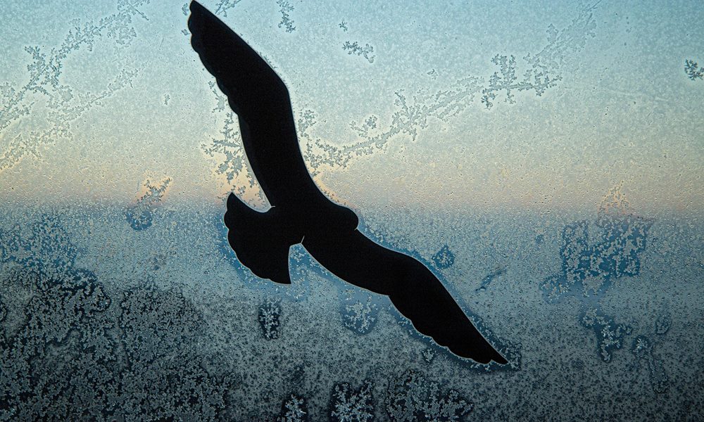 5 barkacs trukk amivel madarakat mentesz 3