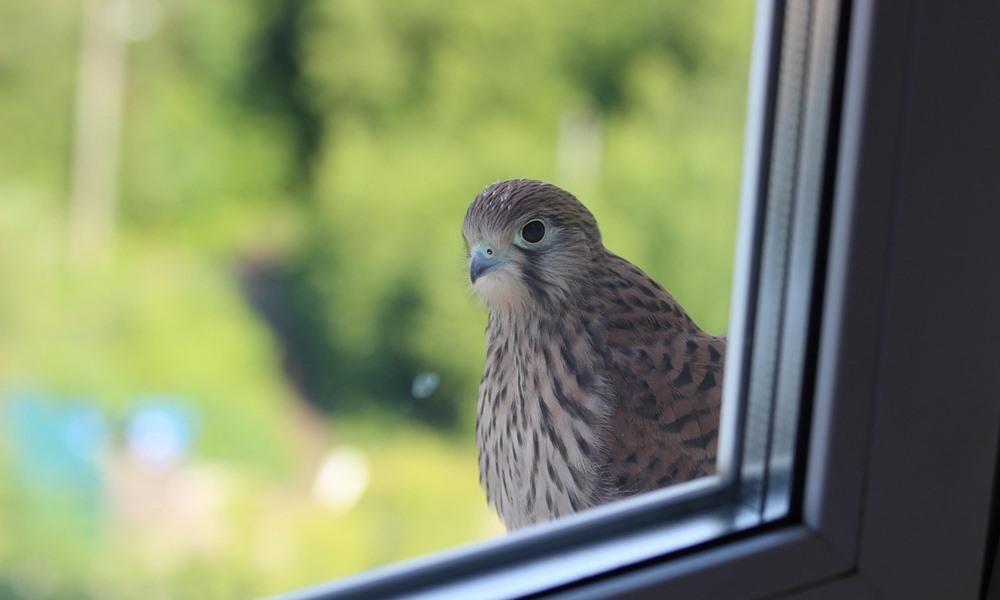 5 barkacs trukk amivel madarakat mentesz