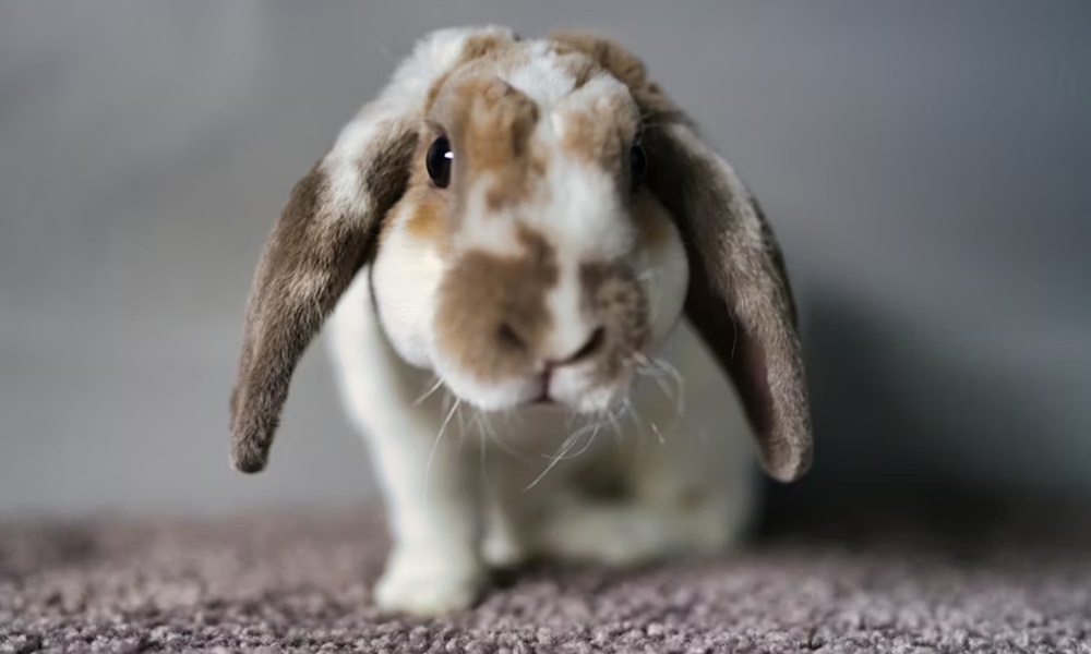 a husveti nyuszi nem ajandektargy 1 a husveti nyuszi nem ajandektargy 1