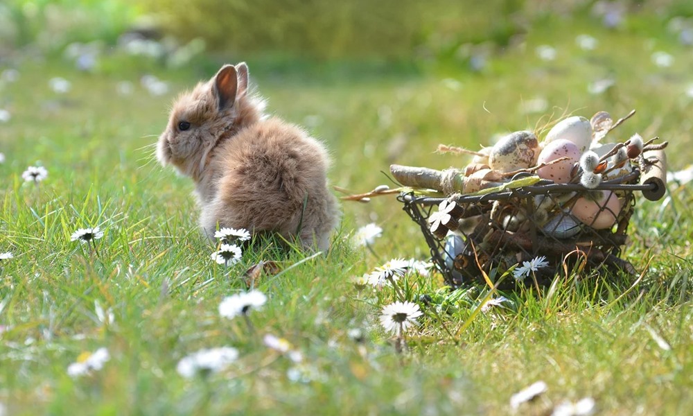 a husveti nyuszi nem ajandektargy 2 a husveti nyuszi nem ajandektargy 2