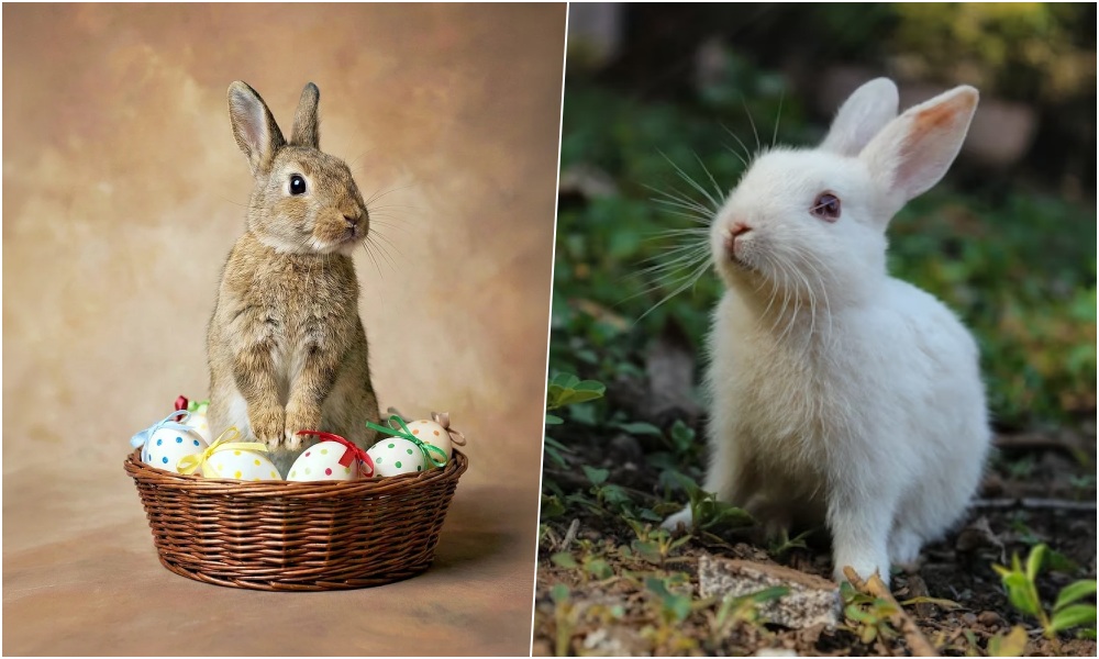 A húsvéti nyuszi nem ajándéktárgy a husveti nyuszi nem ajandektargy 3