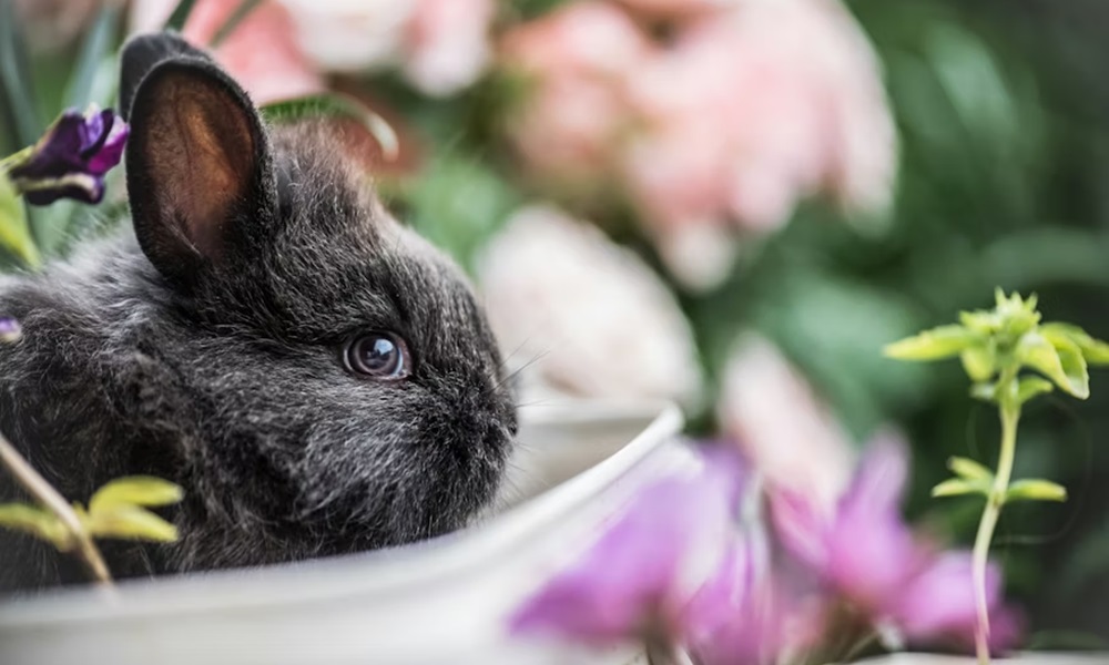 A húsvéti nyuszi nem ajándéktárgy a husveti nyuszi nem ajandektargy