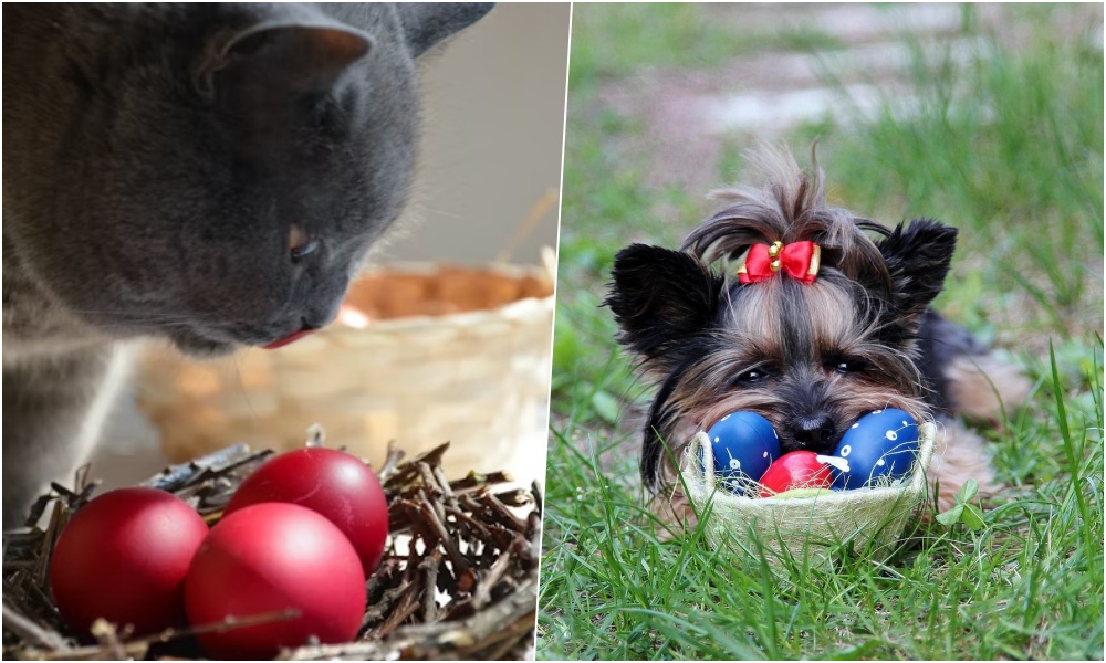 husvet es haziallatok 1