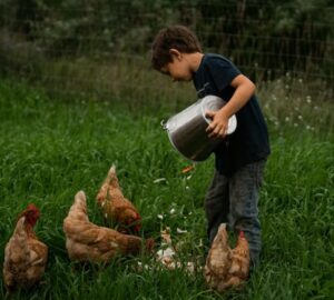 kerti tyukok kutya macska 1