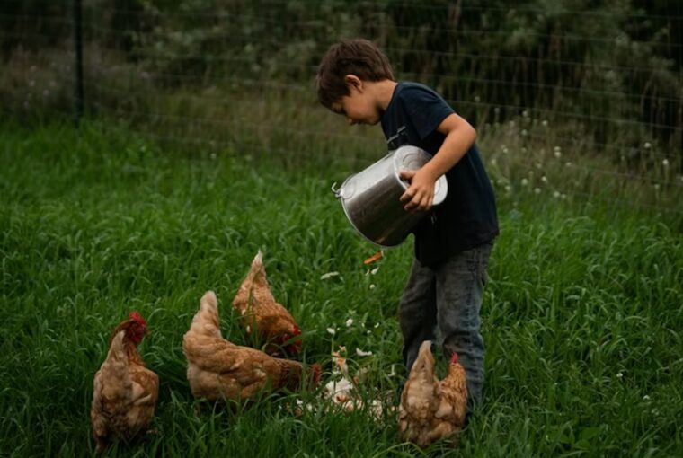 kerti tyukok kutya macska 1