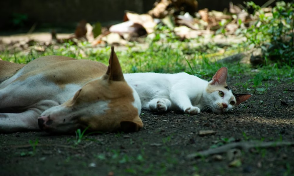 kerti tyukok kutya macska 2